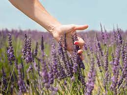 Lavender Fragrance Oil