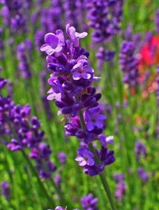 Lavender Fragrance Oil